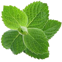Menta